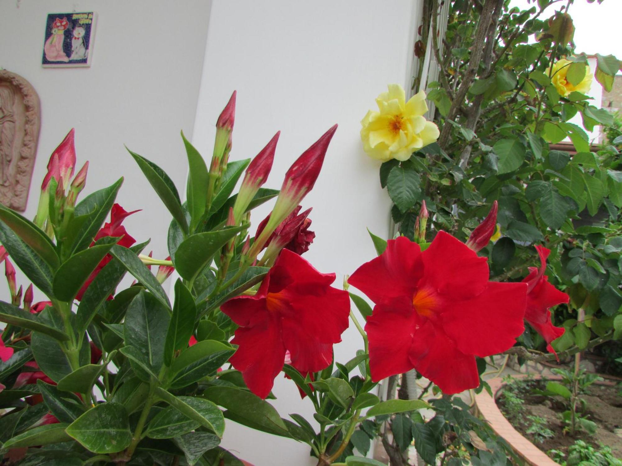 Palazzo A Mare 2* Capri
